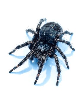 A close-up photo of a black spider with eight legs on a white background