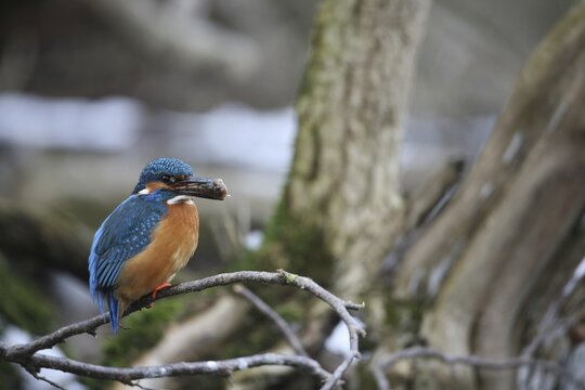 Kingfisher (Alcedo atthis) male, with a preyed-upon common bullhead (Cottus gobio) Allg&auml;u, Bavaria, Germany, Allg&auml;u, Bavaria, Germany