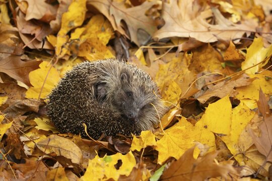 European hedgehog (Erinaceus europaeus) adult animal curled in a ball resting on fallen autumn leaves, England, United Kingdom