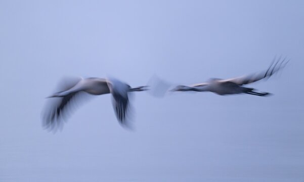 Crane (Grus grus), two cranes flying in morning light, motion blur, long exposure, moving, mopping effect, Lower Saxony, Germany