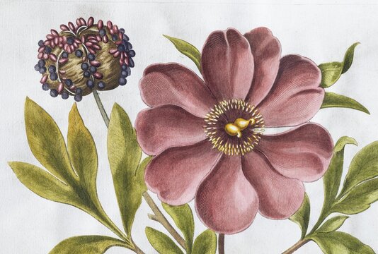 Flower, large-leaved peony (Peonia Mascula), hand-coloured copperplate engraving from the Hortus Eystettensis, plant book by the Nuremberg apothecary Basilius Besler, Renaissance, Eichst&auml;dt, 1613