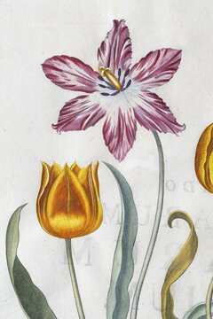 Red-white and yellow-red tulip flowers (Tulipa), hand-coloured copperplate engraving by Basilius Besler, from Hortus Eystettensis, 1613
