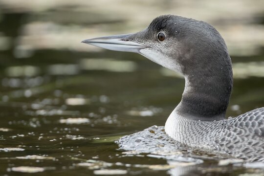 Three months old common loon (Gavia immer) swimming and watching.