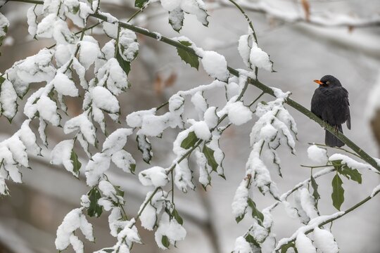 The almost black plumage of the male blackbird (Turdus merula) forms a beautiful contrast to the white of the snow, winter, snow, cold, December, Germany
