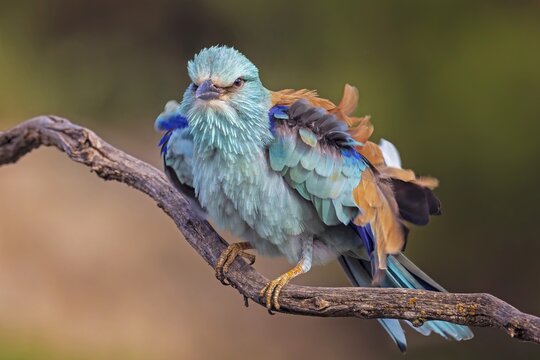 Eurasian Roller (Coracias garrulus) Almond Crow, male, female, pair, courtship, calling, interaction, bridal gift, plumage care, feeding, mating, Toledo, Spain