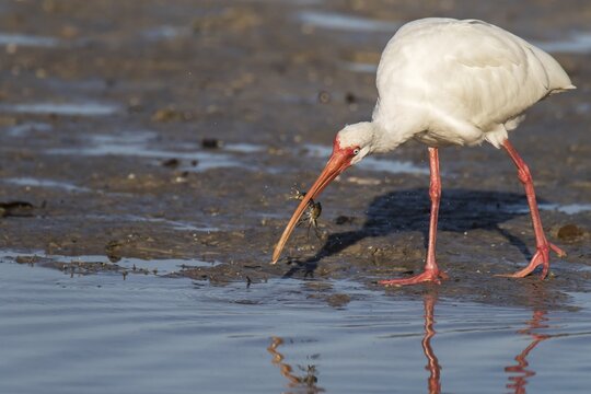 American white ibis (Eudocimus albus), Sanibel Iceland, Florida, USA