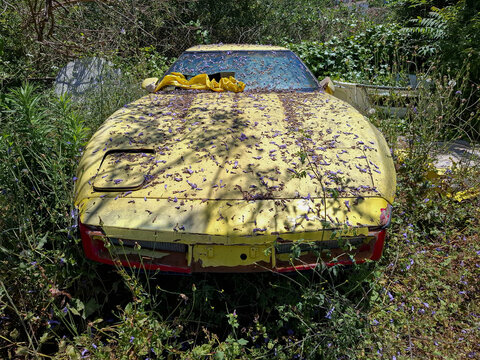 PEGO, SPAIN - May 21, 2026.Old Chevrolet Corvette coupe in yellow paint covered by grass and flowers in a forgotten spot