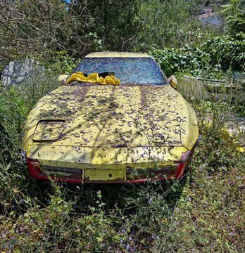 PEGO, SPAIN - May 21, 2026.Forgotten yellow Chevrolet Corvette sits in weeds and fallen blooms in an overgrown yard