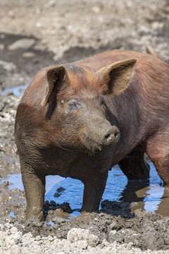 Duroc pig, old domestic breed from the USA, Eggen-Hof, Vomp, Tyrol, Austria