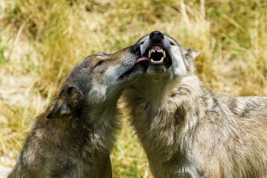 Two wolves making a tender gesture in a sunlit clearing, Timberwolf, wolf, American wolf, (Canis lupus lycaon), Germany