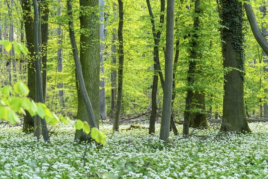 Bright forest with deciduous trees and white flowering wild garlic (Allium ursinum) . No sky. Rhine-Neckar district, Baden-W&uuml;rttemberg, Germany