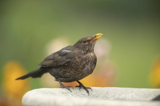 European blackbird (Turdus merula) adult female garden bird drinking water from a bird bath, Suffolk, England, United Kingdom