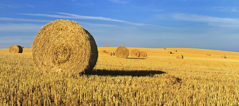 Panorama, stubble field with round straw bales, summer landscape under a blue sky, Mecklenburg-Western Pomerania, Germany
