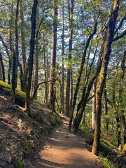 Fototapeta premium path in Mt. Tamalpais, California on a spring day 