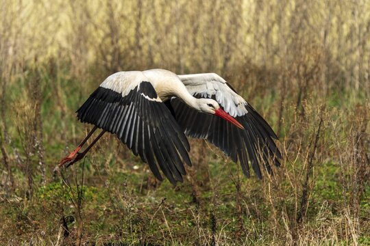 Stork in flight over a meadow, embedded in natural landscape, white stork (Ciconia ciconia), wildlife, Germany