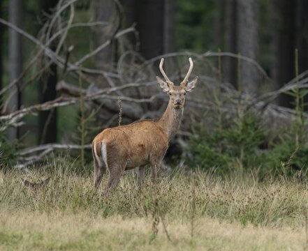 Red deer (Cervus elaphus), young stag, spit stands on a forest meadow, captive, Germany