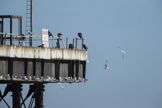 Kittiwake (Rissa tridactyla) and Cormorant (Phalacrocorax carbo) adult birds on an old oil platform in the sea, Suffolk, England, United Kingdom