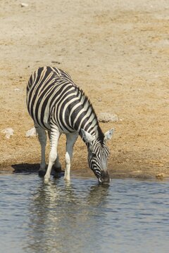 Plains Zebra (Equus quagga) drinking at a waterhole, Etosha National Park, Namibia