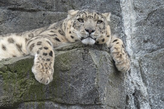 Snow leopard (Panthera uncia) lying on a rock, occurring in the Central Asian high mountains, captive