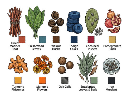 Detailed Bundle Of Natural Plant Dye Materials Such As Madder Root Woad Leaves Walnut Husks Indigo Cakes Cochineal Insects Pomegranate Rinds Turmeric Rhizomes Marigold Vector Illustration