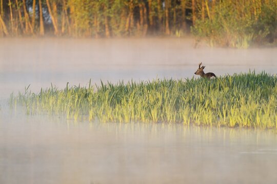 Roe deer (Capreolus capreolus), roebuck standing in a wet meadow, in a wetland biotope at a lake, morning mist, warm morning light, wildlife, Lower Saxony, Germany