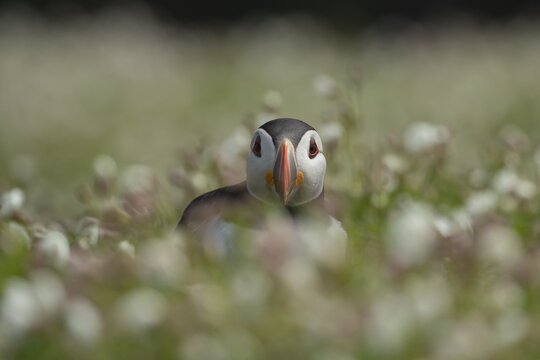 Atlantic puffin (Fratercula arctica) adult auk seabird bird amongst Sea campion (Silene maritima) flowers in summer, Skomer island, Pembrokeshire, Wales, United Kingdom