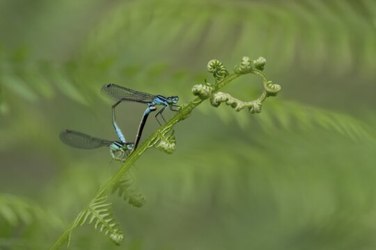 Blue tailed damselfly (Ischnura elegans) adult male and female insects mating on a Bracken plant leaf in the summer, England, United Kingdom