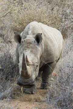 White Rhinoceros (Ceratotherium simum), Namibia, Africa