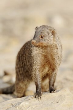 Banded mongoose (Mungos mungo), captive, occurrence in Africa