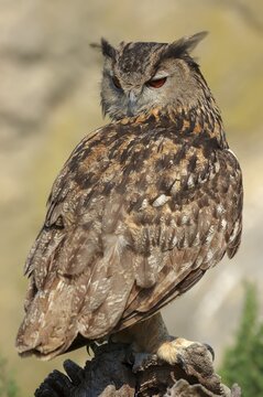 Eurasian eagle-owl (Bubo bubo), France
