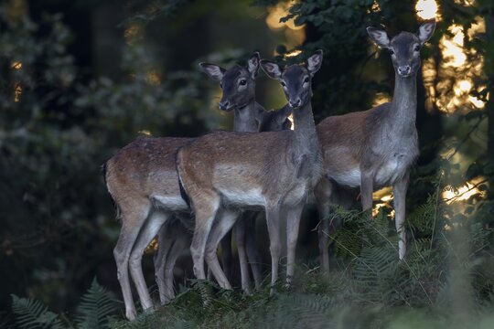 Finally the new hide shows its potential and every day I have good opportunities to photograph fallow deer (Dama dama), here a small group of fallow deer appears at the edge of the clearing, autumn, rut, fallow deer rut, October, Germany