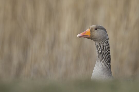 Greylag goose (Anser anser) adult bird head portrait, England, United Kingdom