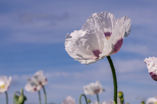 Single white opium poppy flower against blue sky