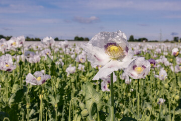 Obraz premium Close-up of white opium poppy flower with seed capsule