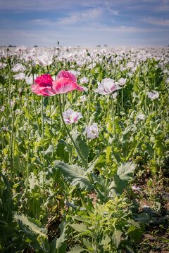 Single pink opium poppy in blooming white poppy field