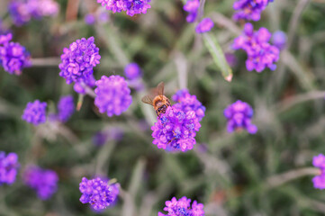 Fototapeta premium Honeybee collecting nectar from vibrant purple lavender flowers in a blooming garden