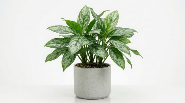Green potted houseplant in a gray concrete planter