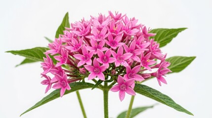 Fototapeta premium Pink phlox flowers in full bloom with green leaves