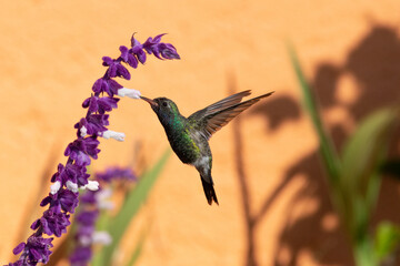 Broad-Billed Hummingbird Hovering and Feeding on Mexican Sage  in Flight © Samantha