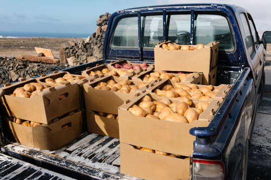 Pick up truck filled with organic sweet potatoes at a local farm