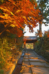 鮮やかな紅葉のトンネルと石畳の参道の先にある伝統的な山門のイラスト/Illustration of a Traditional Temple Gate at the End of a Vibrant Autumn Leaves Tunnel and a Cobblestone Approach © Taketo Miyajima