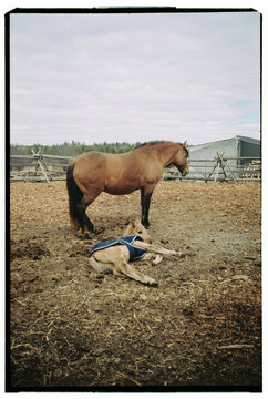 Mother Horse Stands Protectively Over Her Resting Foal in the Pasture