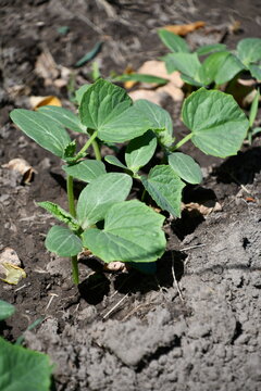 Cucumber Plants