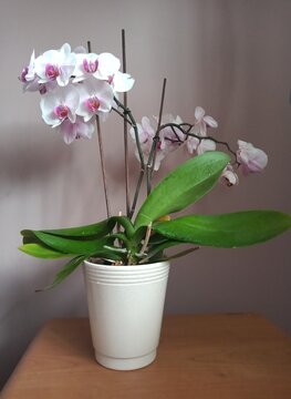 orchid in a vase
