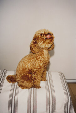 A curly-haired poodle sits upright on a striped couch