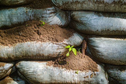 Fencing Wall With Soil Bags and Small Plants Growing