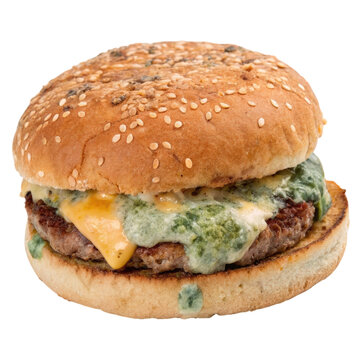 Classic Sesame Seed Hamburger Bun with Blue Green Mold Isolated on White