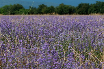 Obraz premium Lavender field