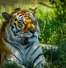 Tigre adulto descansando entre la hierba verde © Juanpablo