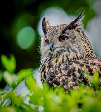 B&uacute;ho real con ojos anaranjados entre hojas verdes desenfocadas